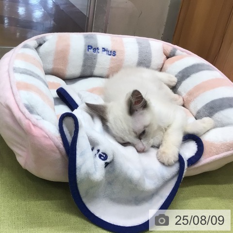 ラグドールの写真
