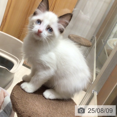 ラグドールの写真