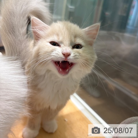 スコティッシュフォールドの写真