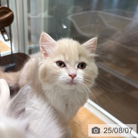 スコティッシュフォールドの写真