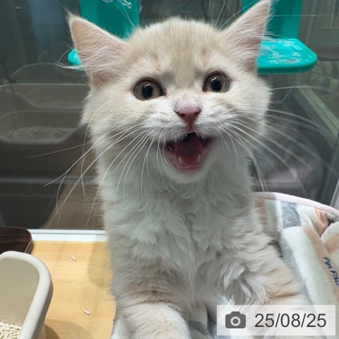 スコティッシュフォールドの写真