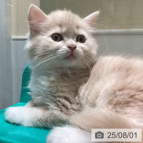 スコティッシュフォールドの写真
