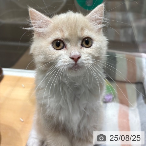 スコティッシュフォールドの写真