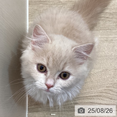スコティッシュフォールドの写真
