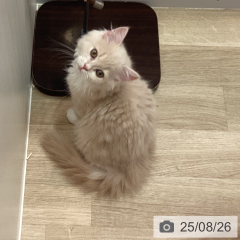 スコティッシュフォールドの写真
