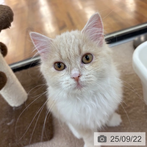 スコティッシュフォールドの写真