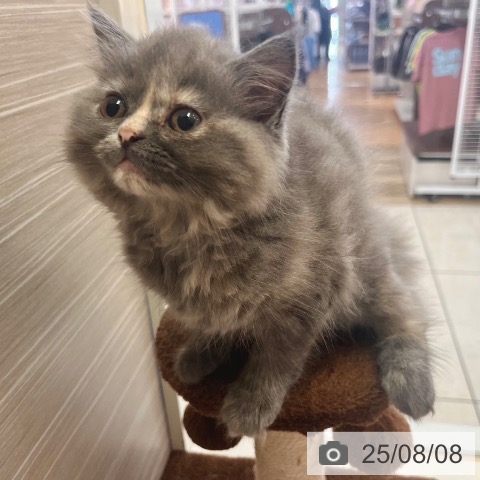 スコティッシュフォールドの写真