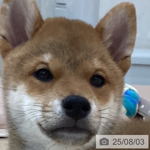 柴の写真