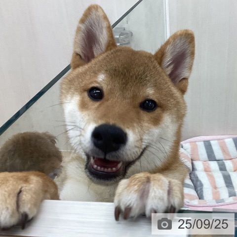 柴の写真
