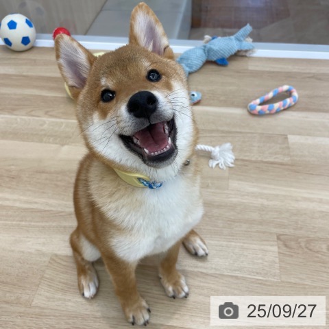 柴の写真