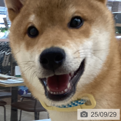 柴の写真