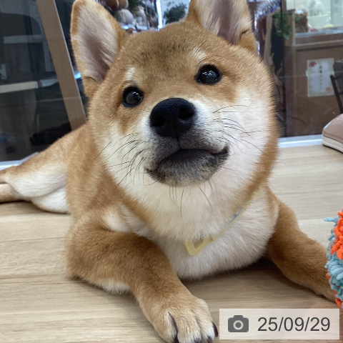 柴の写真