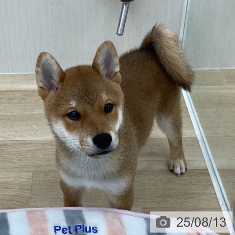 柴の写真