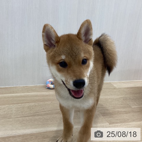 柴の写真