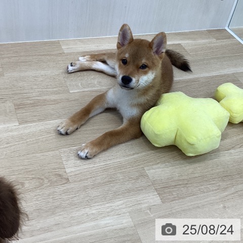 柴の写真