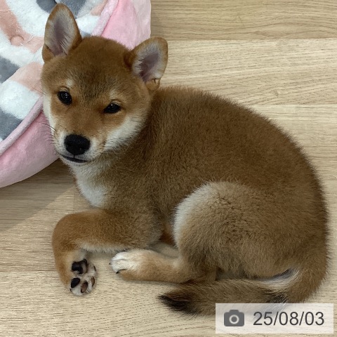 柴の写真