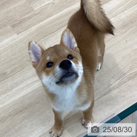 柴の写真