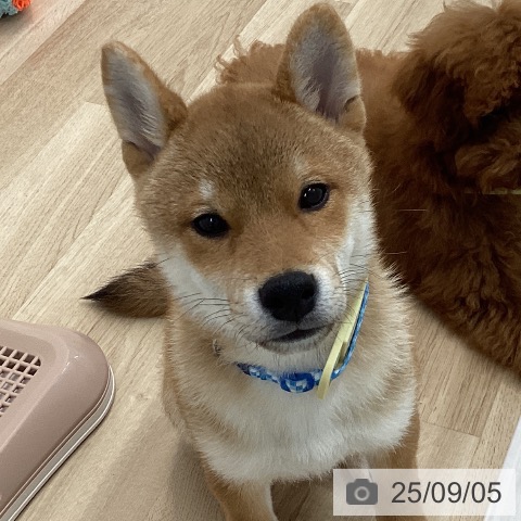 柴の写真