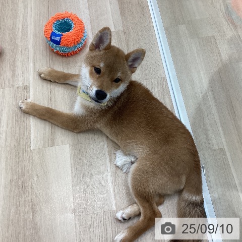 柴の写真