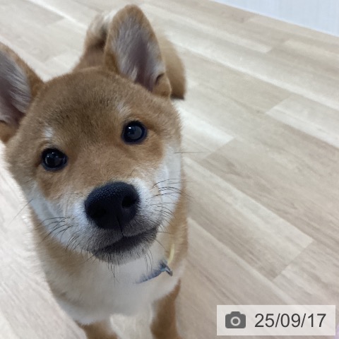 柴の写真