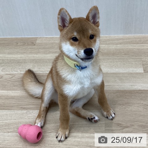 柴の写真