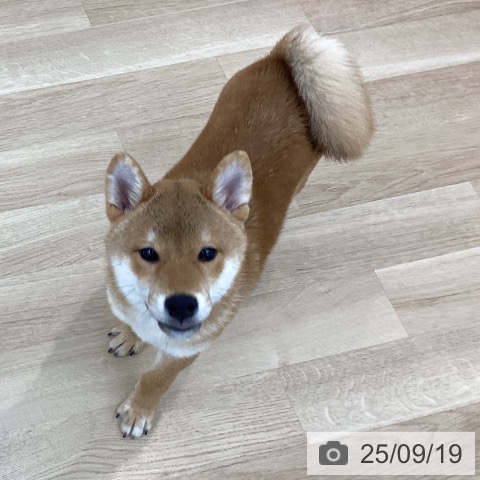 柴の写真
