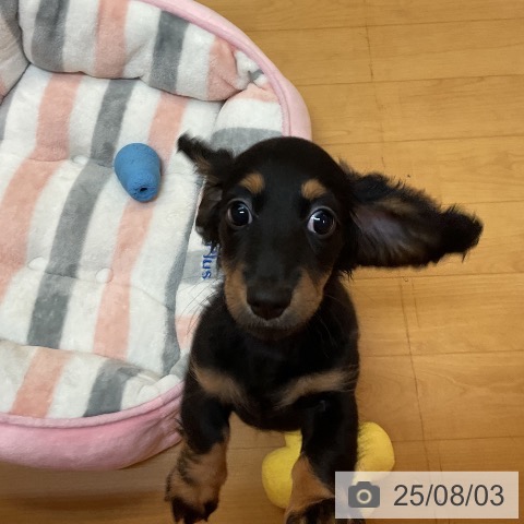 ミニチュア・ダックスフンドの写真