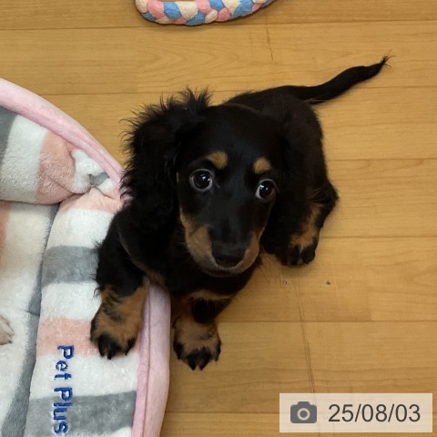 ミニチュア・ダックスフンドの写真