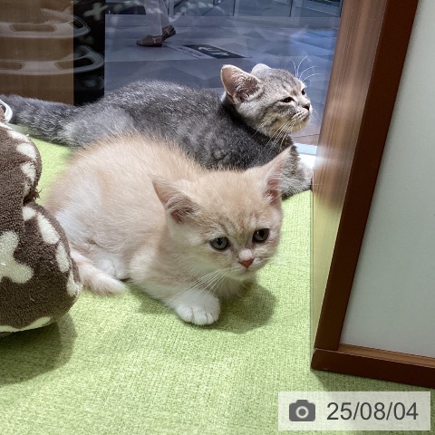 ミヌエットの写真