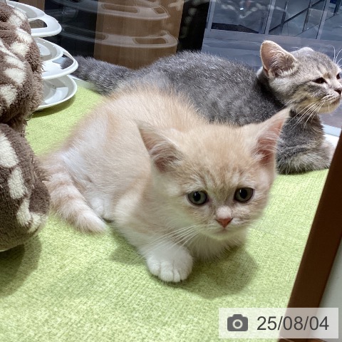 ミヌエットの写真