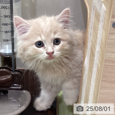 サイベリアンの写真