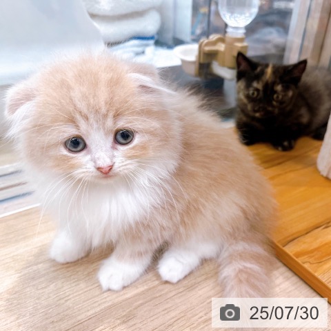スコティッシュフォールドの写真