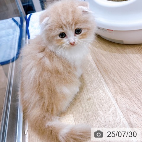 スコティッシュフォールドの写真
