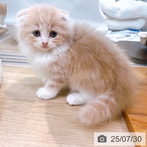 スコティッシュフォールドの写真