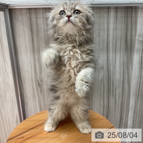 スコティッシュフォールドの写真