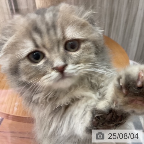 スコティッシュフォールドの写真