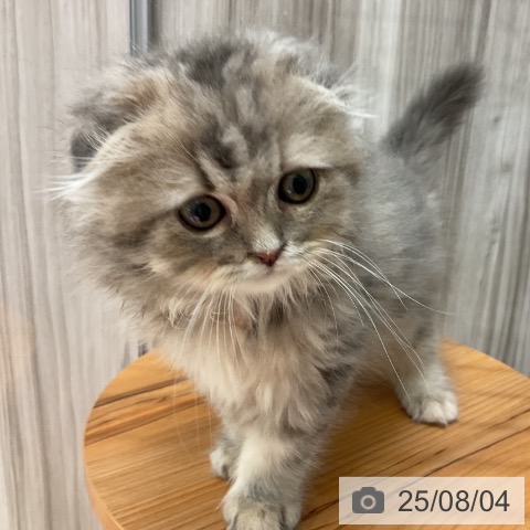スコティッシュフォールドの写真