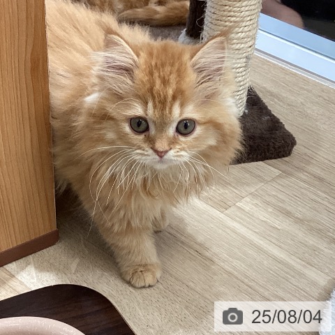 サイベリアンの写真