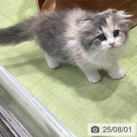 スコティッシュフォールドの写真