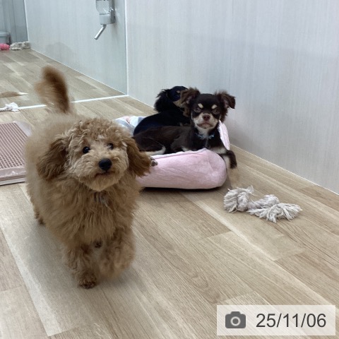 トイ・プードルの写真