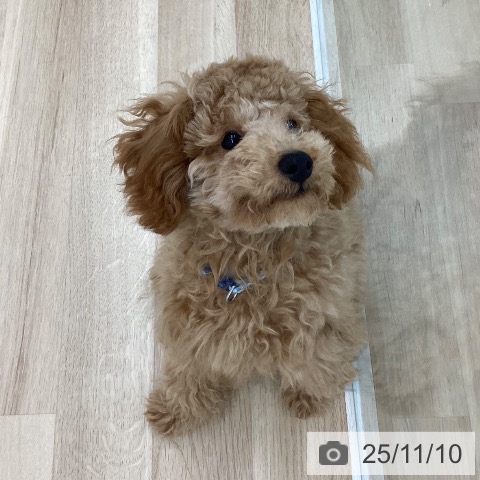 トイ・プードルの写真