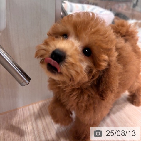 トイ・プードルの写真