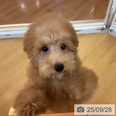 トイ・プードルの写真