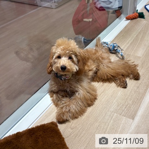 トイ・プードルの写真