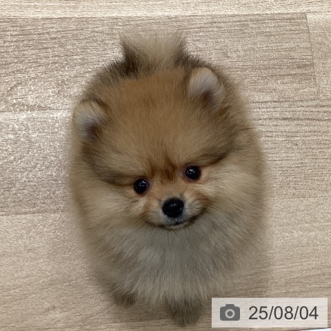 ポメラニアンの写真