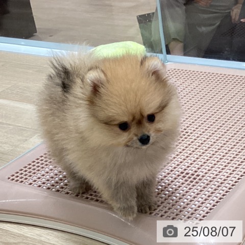 ポメラニアンの写真