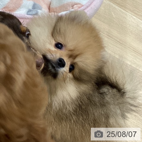 ポメラニアンの写真