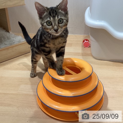 ベンガルの写真