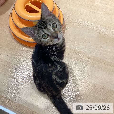 ベンガルの写真