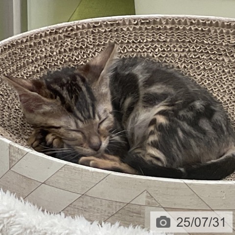 ベンガルの写真